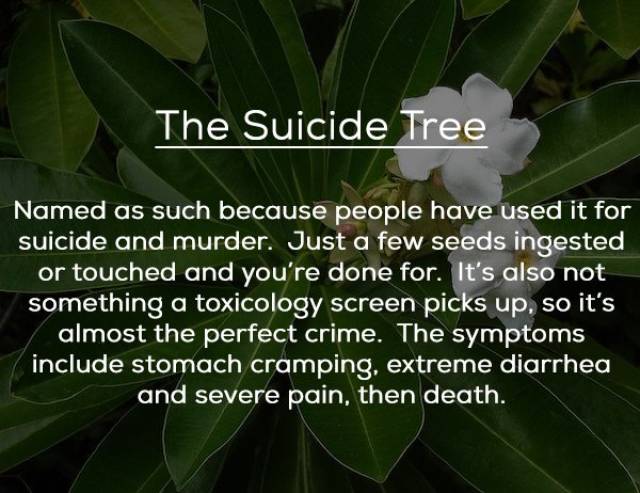 Even Plants Try To Kills Us!