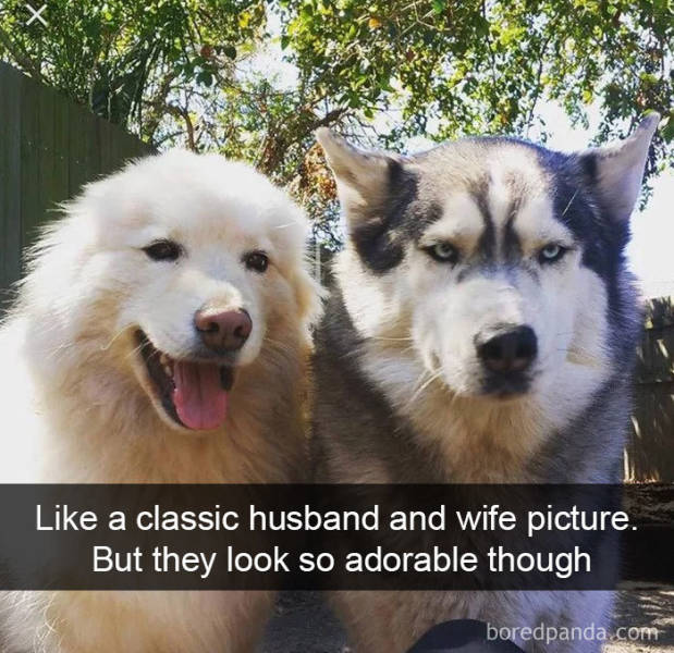 Dogs Know What Humans Like In Their Snapchat!