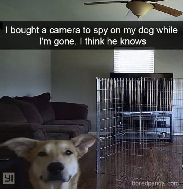 Dogs Know What Humans Like In Their Snapchat!