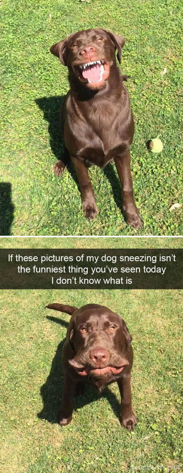 Dogs Know What Humans Like In Their Snapchat!