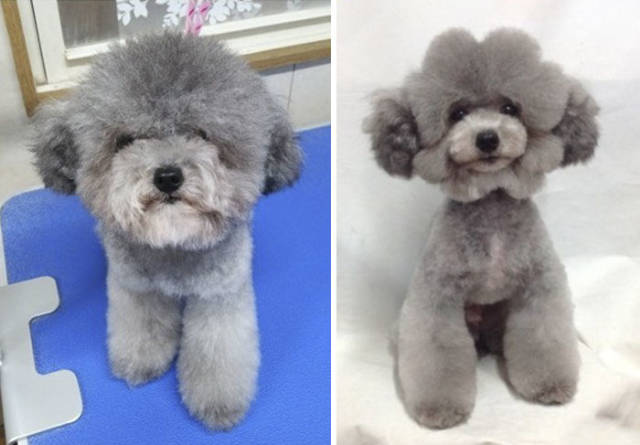 This Groomer Transforms Dogs Into Real Dog Celebrities!