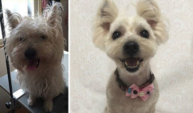 This Groomer Transforms Dogs Into Real Dog Celebrities!