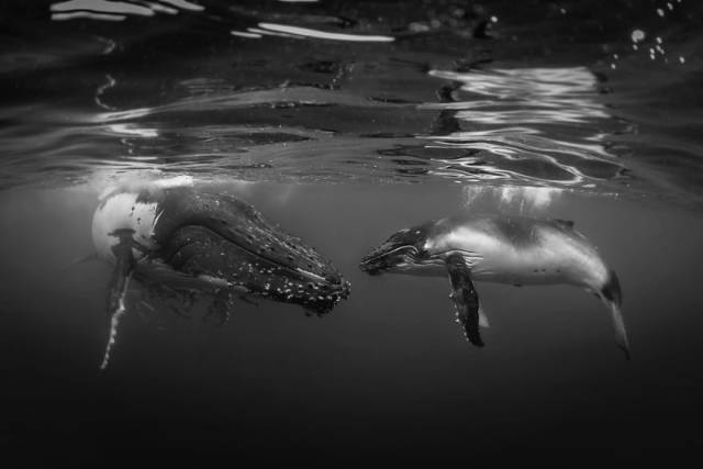 Underwater Photography 2018 Winners Are Really Deep Indeed