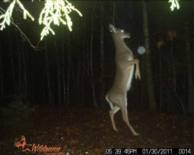 Trail Cams Have Seen Literally Everything