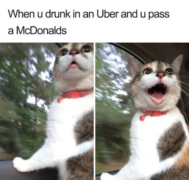 Uber Rides Can Only Be Described With Animal Memes!