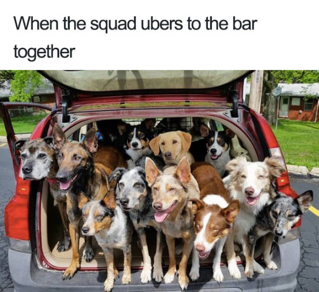 Uber Rides Can Only Be Described With Animal Memes!