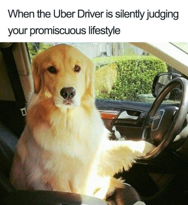 Uber Rides Can Only Be Described With Animal Memes!
