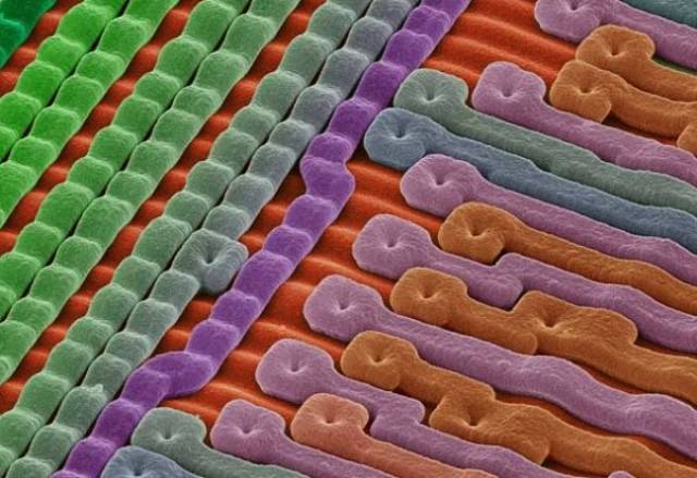 Everything Is Different Under An Electron Microscope
