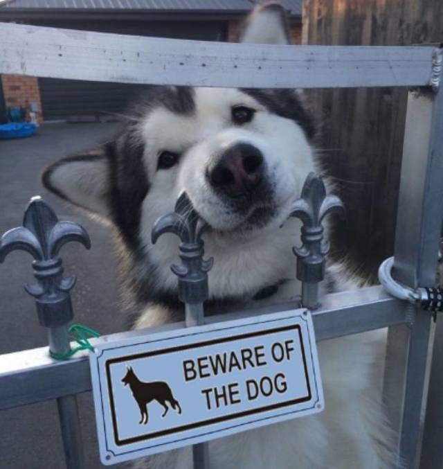 Fine Examples When A Picture Says More Than Just A Thousand Words