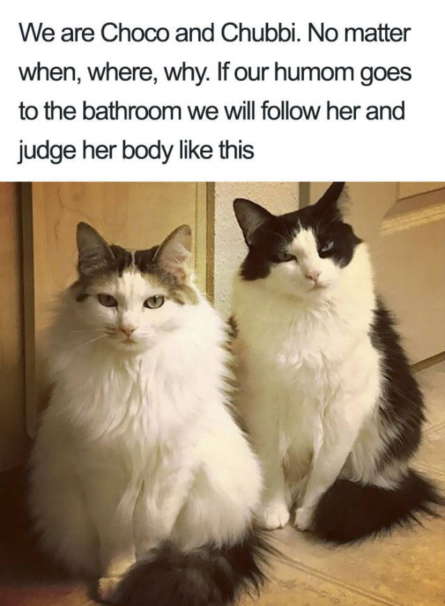 Cats Which Were Brought To Justice