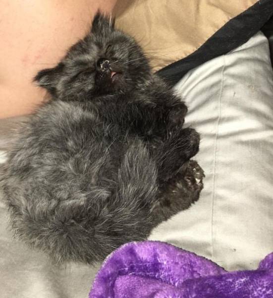A Newly Found Kitten Experiences His First Cuddles Ever