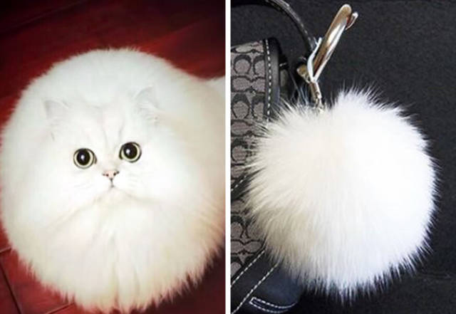 Cats Can Mimic Anyone And Anything 15 Pics Izismile