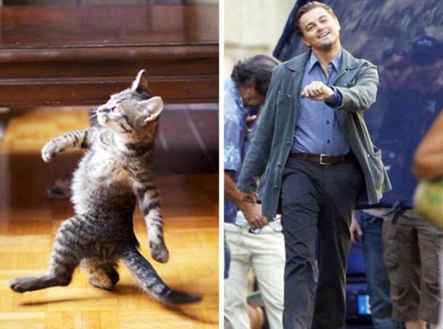 Cats Can Mimic Anyone And Anything