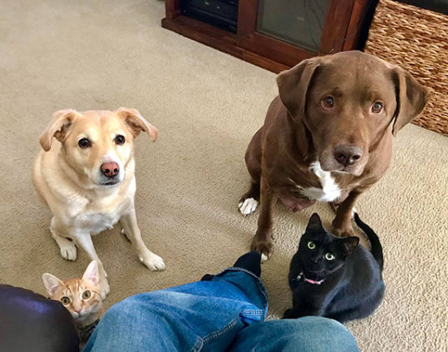 Dogs Who Are Totally Not Begging For Food