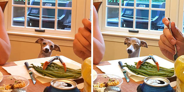 Dogs Who Are Totally Not Begging For Food
