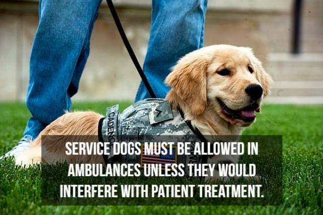 Infinitely Loyal Facts About Service Dogs