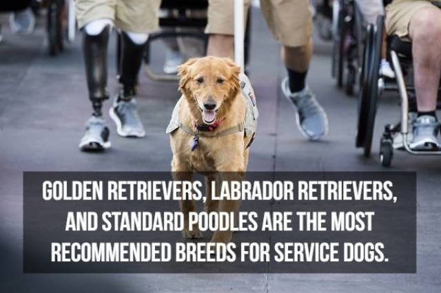 interesting facts about service dogs