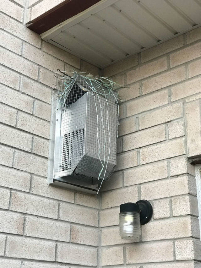 Birds Can Never Be Stopped!
