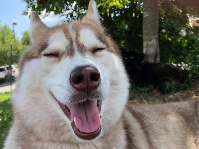 Huskies Are Not Just Adorable, They