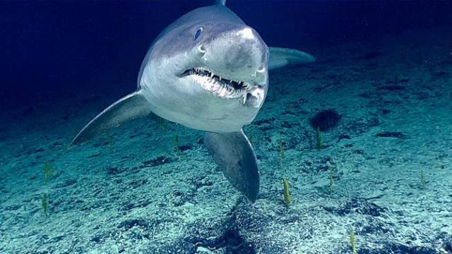Carnivorous Facts About Sharks