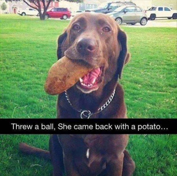 Dogs Are Not The Brightest Of Animals…
