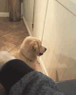 Dogs Are Not The Brightest Of Animals…
