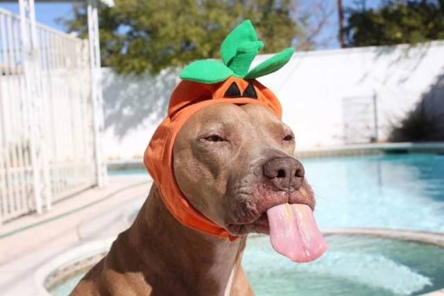 Daily Picdump