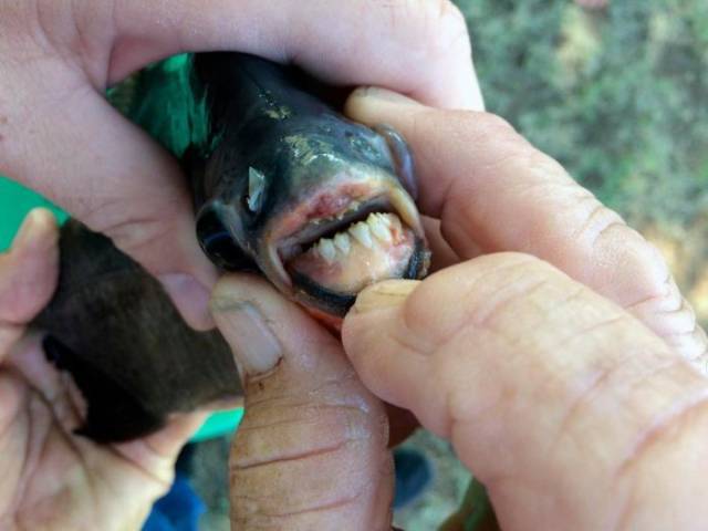 This Piranha Has Oddly Familiar Teeth