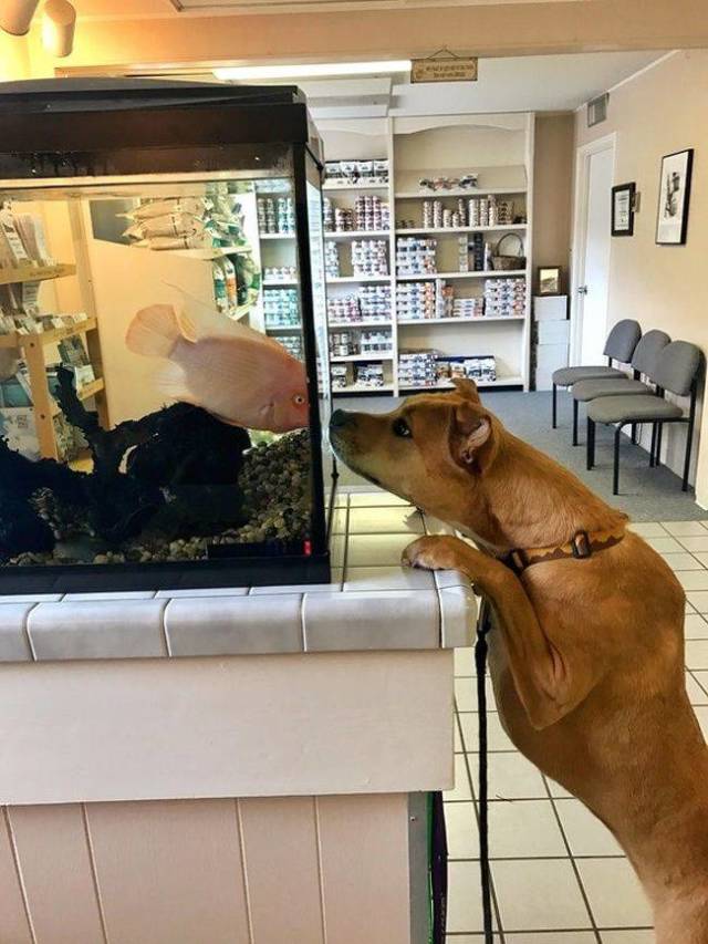 The Moment They Realized They Were Going To The Vet…
