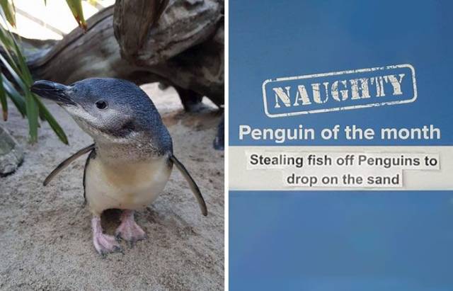 Some Penguins Have Absolutely No Shame