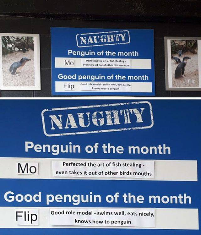 Some Penguins Have Absolutely No Shame