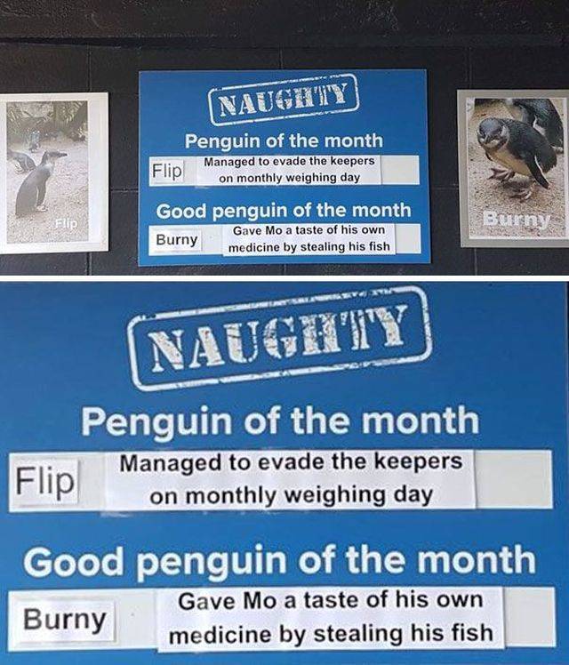 Some Penguins Have Absolutely No Shame