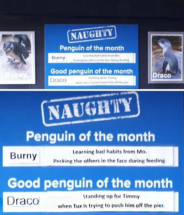 Some Penguins Have Absolutely No Shame