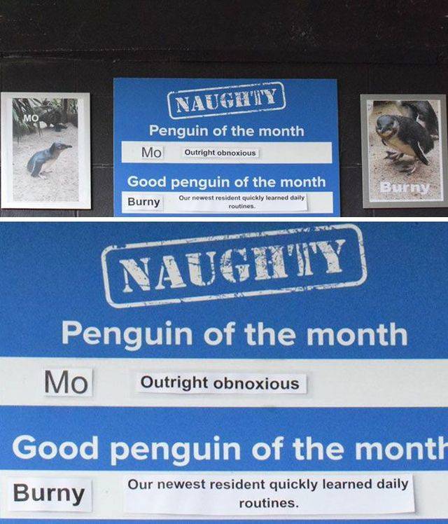 Some Penguins Have Absolutely No Shame