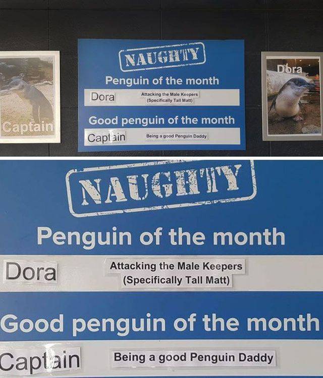 Some Penguins Have Absolutely No Shame