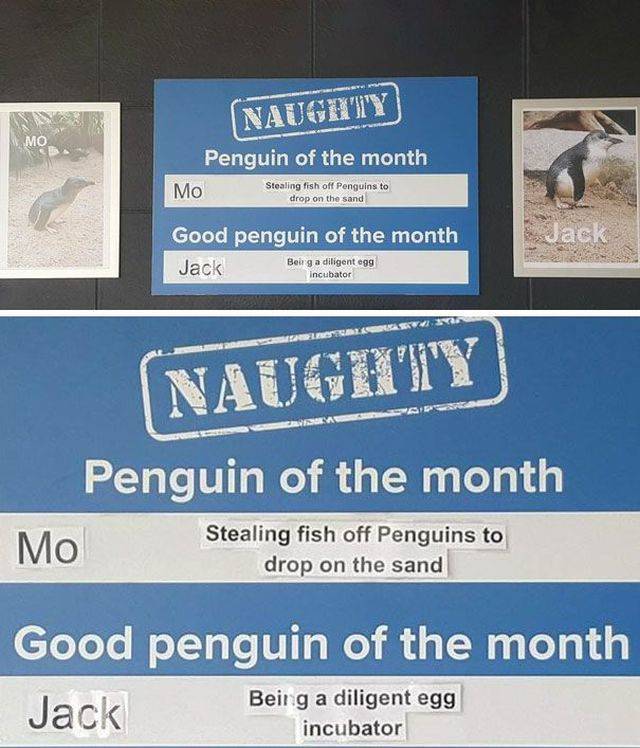 Some Penguins Have Absolutely No Shame