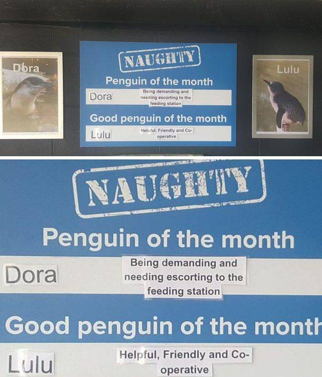 Some Penguins Have Absolutely No Shame