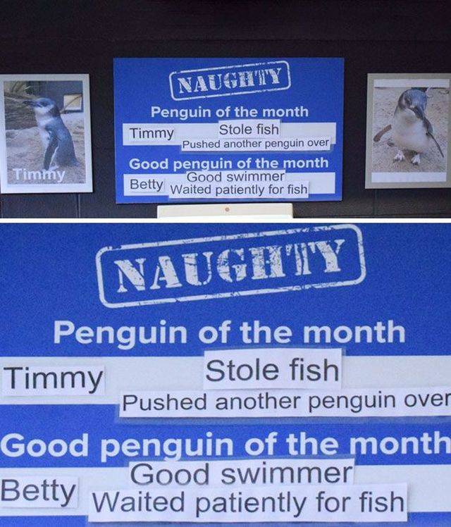 Some Penguins Have Absolutely No Shame