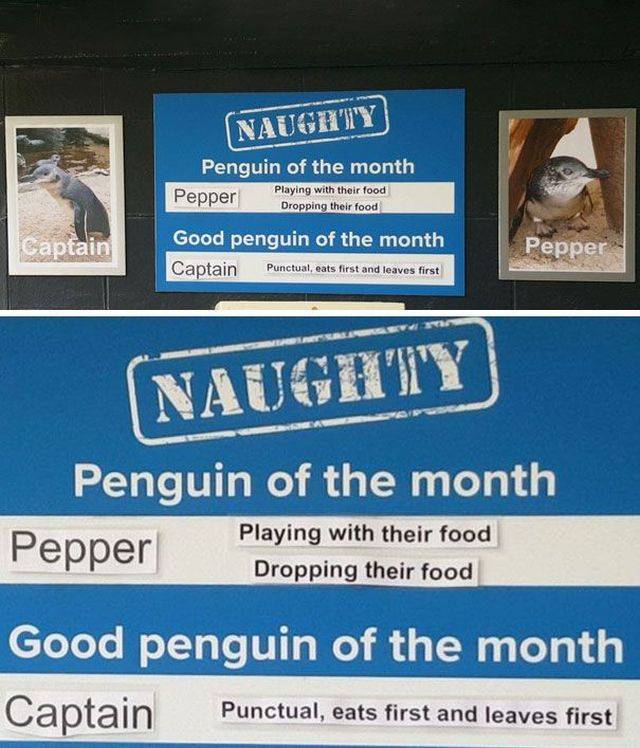 Some Penguins Have Absolutely No Shame