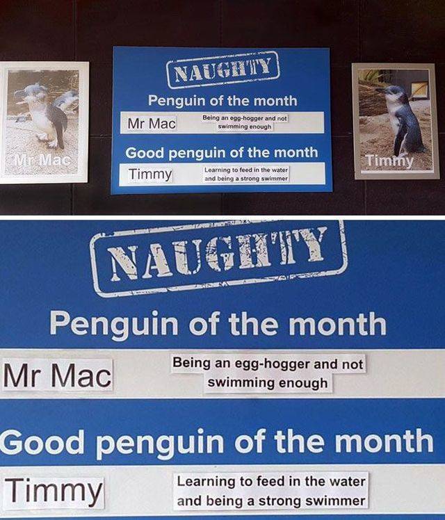 Some Penguins Have Absolutely No Shame