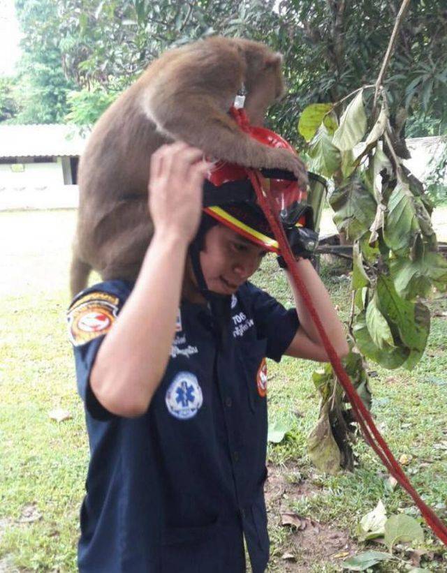 This Monkey Absolutely Loves Being Rescued