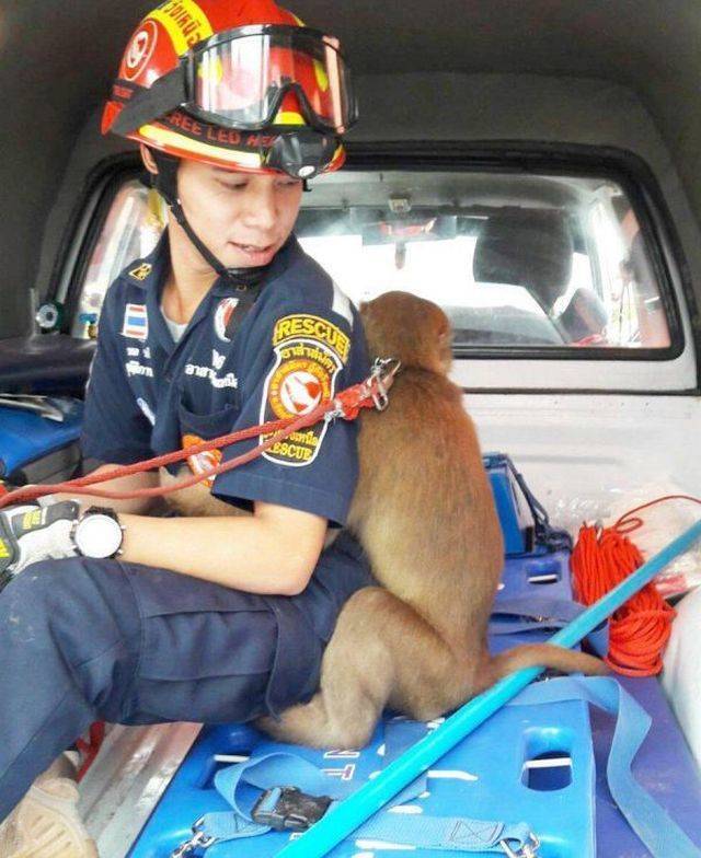 This Monkey Absolutely Loves Being Rescued