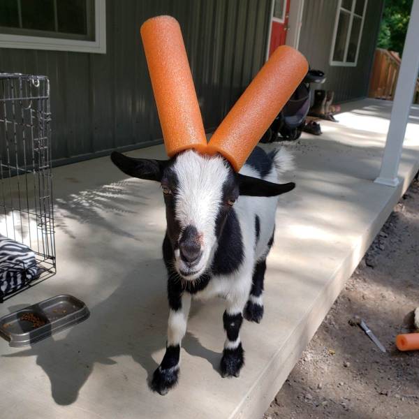Daily Picdump