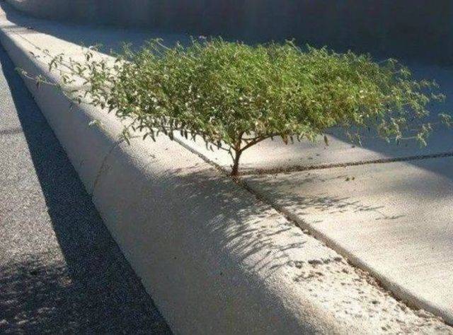 Trees Don’t Care About Anyone Or Anything