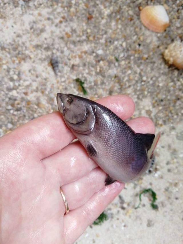 Do You Think This Fish Is Real?