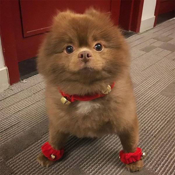 Is There Any Valid Reason At All To Abandon This Pomeranian?!