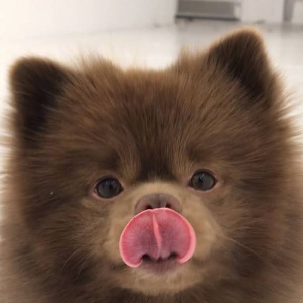 Is There Any Valid Reason At All To Abandon This Pomeranian?!