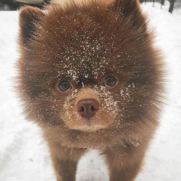 Is There Any Valid Reason At All To Abandon This Pomeranian?!