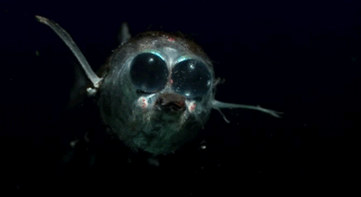 The Deep Sea Is A Giant NOPE, THANKS