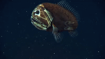 The Deep Sea Is A Giant NOPE, THANKS